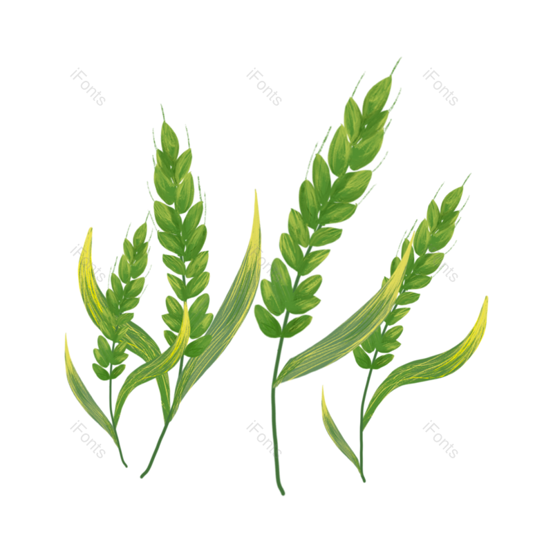 芒种图片,小满元素,麦子PNG,麦穗免抠素材